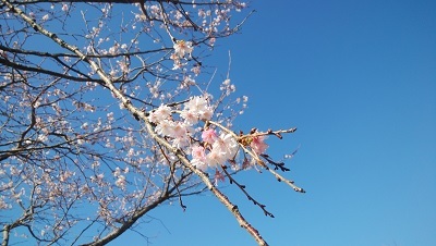 金華山　狂い咲き桜