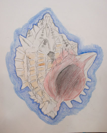 子供クラスの貝の絵