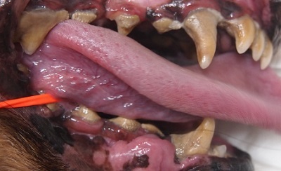 アロマちゃん　犬の歯石除去1