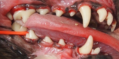 アロマちゃん　犬の歯石除去3