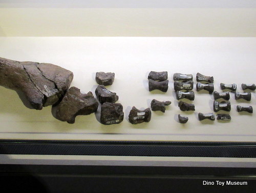 クビナガリュウとアンモナイトの化石展