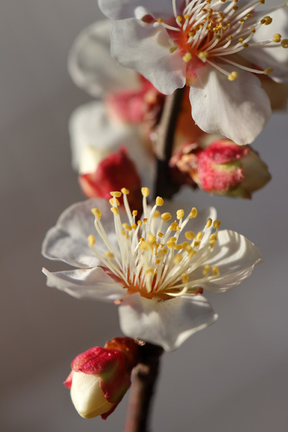 190203_White-Prunus-mume.jpg