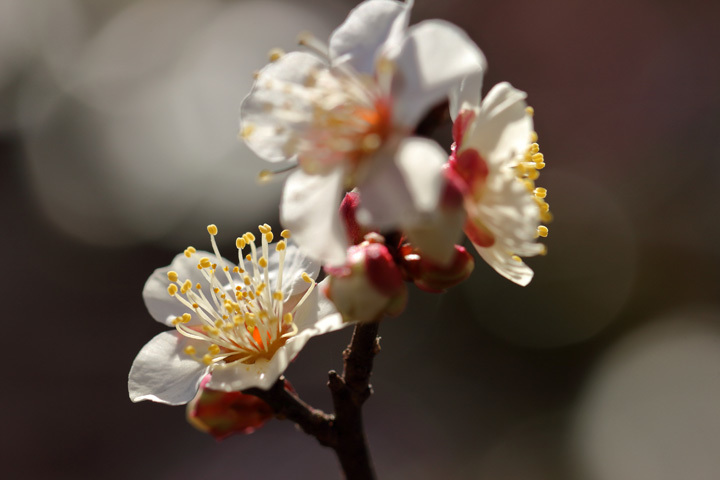 190203_White-Prunus-mume_2.jpg
