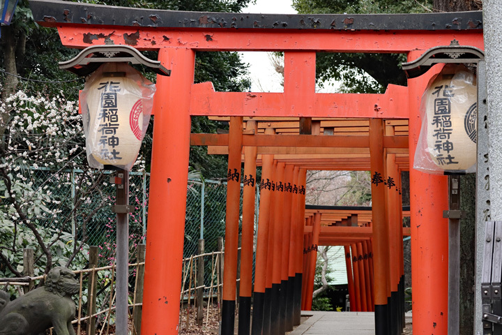 190215_Hanazono-Inari-Shrine.jpg