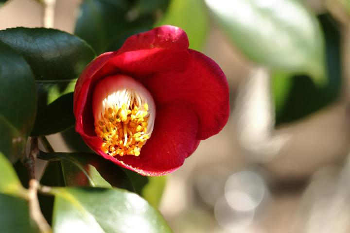 190218_Red-Camellia.jpg