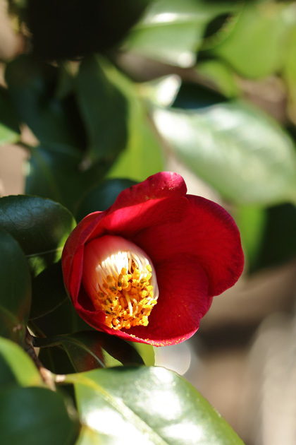 190218_Red-Camellia_2.jpg