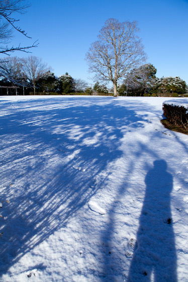 雪が積もった日の朝の近くの公園で一面の雪