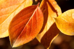 autumn-leaves-close-up.jpg