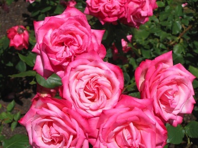 rose-garden.jpg