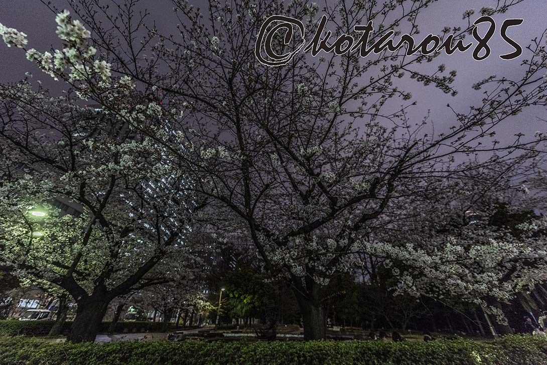 日比谷公園の桜 20190330