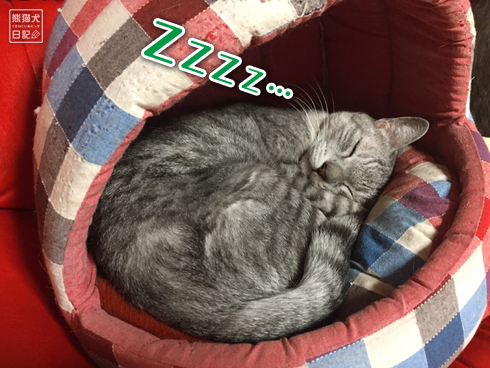 20190125_眠り猫3