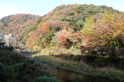 須雲川周辺の紅葉１