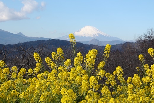 ナノハナと富士山２