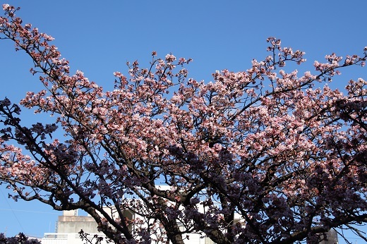 八分咲き程度のあたみ桜３