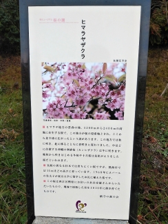 ヒマラヤ桜説明
