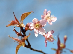 満開のヒマラヤ桜