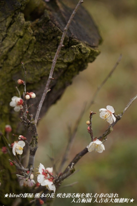 hiroの部屋　熊本の花 咲き誇る梅を楽しむ春の訪れ 人吉梅園 人吉市大畑麓町