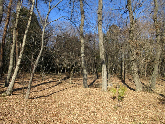 4武蔵野の森_9156