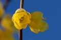 roubai-yellow-5-p.jpg