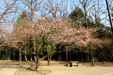 20190223の西園の河津桜の様子
