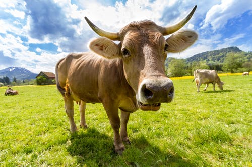 cow-pasture-animal-almabtrieb.jpg