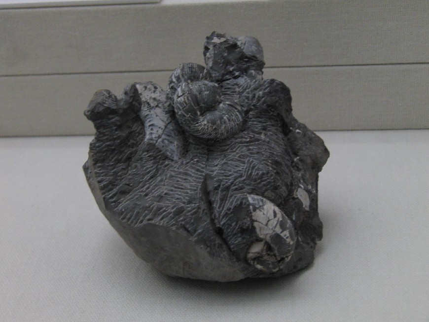 クビナガリュウとアンモナイトの化石展 (4) | 蛻の殻