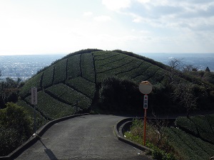 茶山