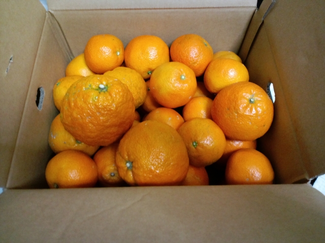 柑橘類♪