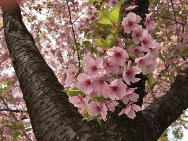 尾鷲神社　河津桜の花