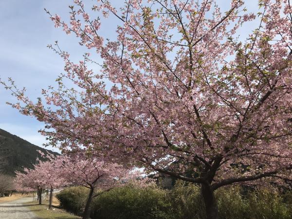 銚子川沿いの河津桜の並木