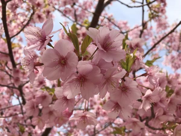 銚子川沿いに咲いてた河津桜の花
