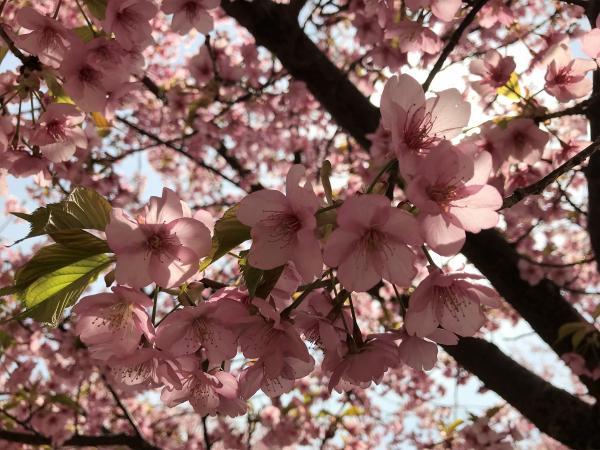 銚子川沿いに咲いてた河津桜の花