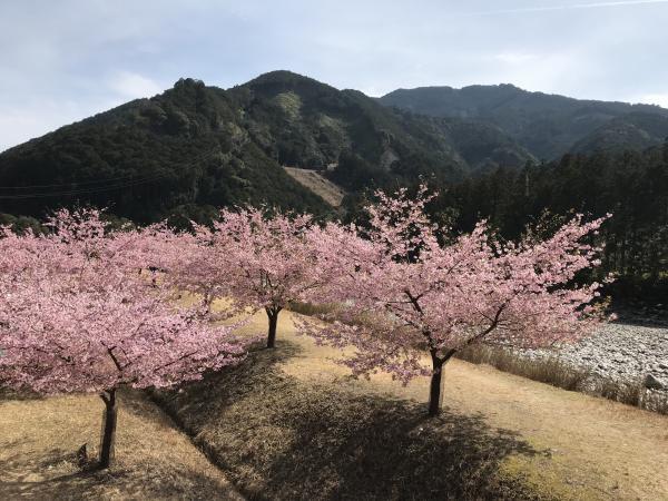 銚子川沿いにある河津桜の並木