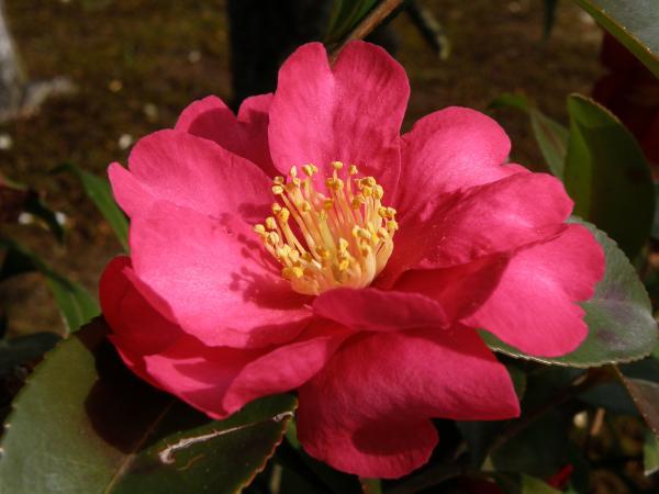 旧崇廣堂　庭に咲いてたピンクのさざんか