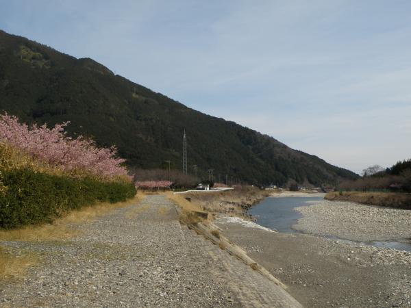 銚子川沿いの河津桜