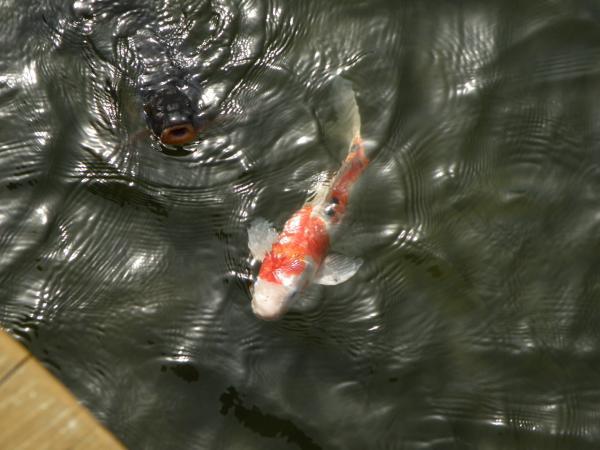 種まき権兵衛の里の池で泳いでた鯉