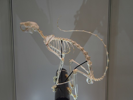 P2020051 リス骨格標本