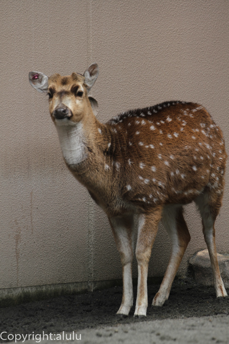 日本平動物園　アクシスジカ　動物写真
